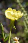 Common evening-primrose